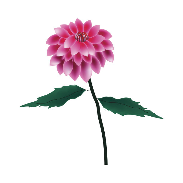 白色背景上的粉红色大丽花图片下载