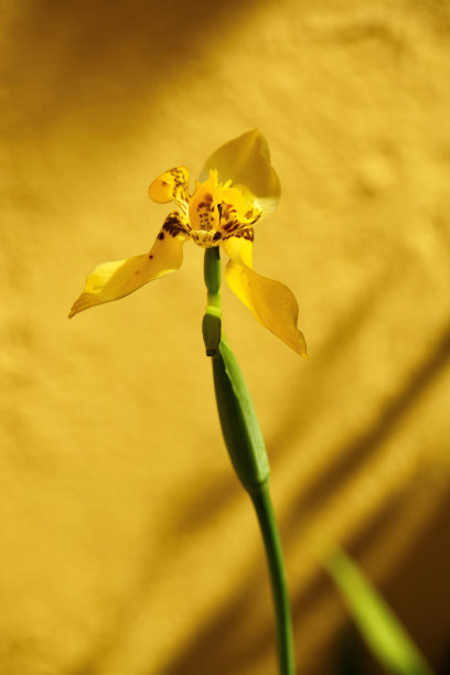 夕阳下的鸢尾花图片下载