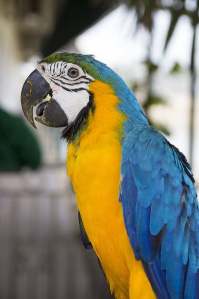 色彩鲜艳的鹦鹉图片下载