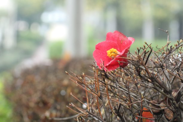 红色的山茶花图片下载