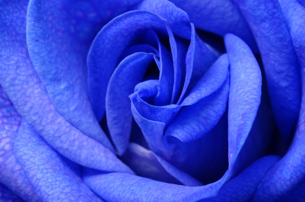 蓝色玫瑰的细节图片下载