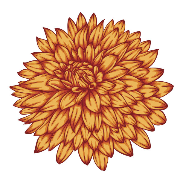 美丽的黄色大丽花孤立在白色的背景。图片下载