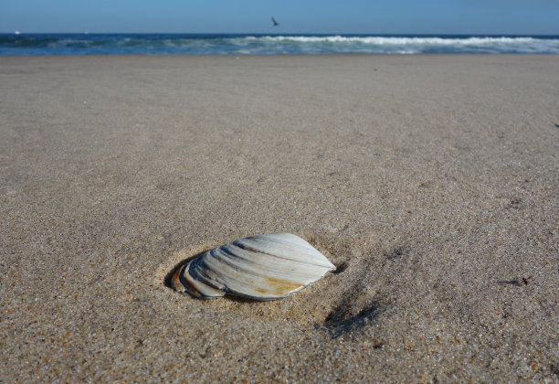 海滩上的一个贝壳和海鸥图片下载