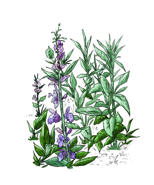 鼠尾草茶图片下载