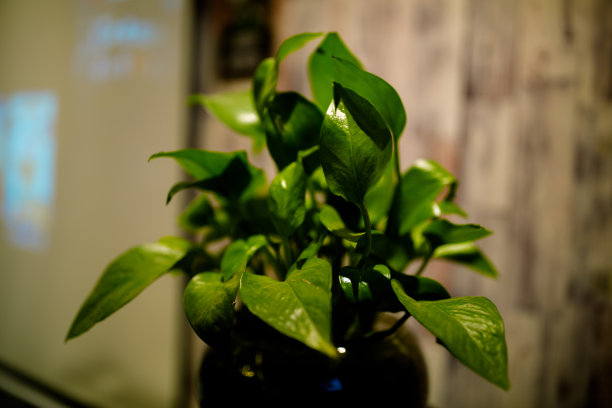 绿色的叶子图片下载