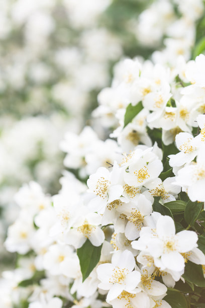 茉莉花盛开在春天的花园里图片下载