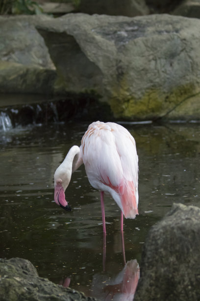 泰国火烈鸟的自然背景图片。野生动物。图片下载