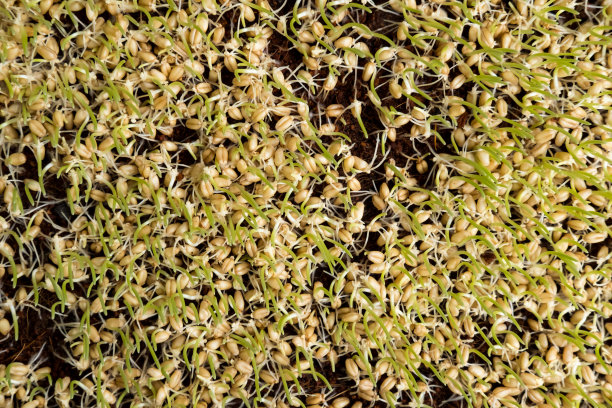 发芽小麦图片下载