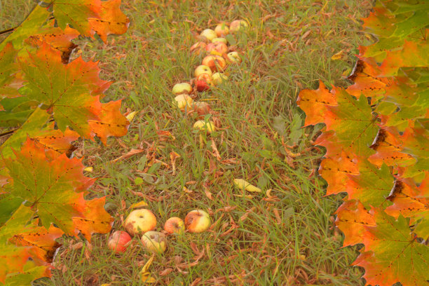 背景是苹果躺在草地上图片下载