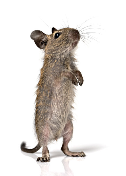 可爱的小啮齿动物宝宝degu宠物图片下载