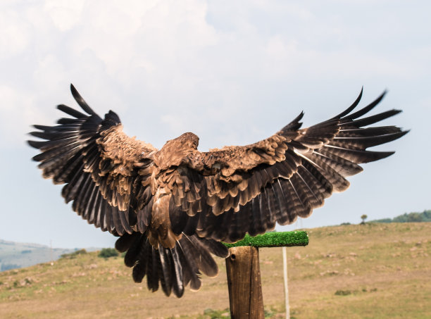 鹰降落图片下载