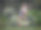 骑着老式自行车的漂亮女孩图片下载