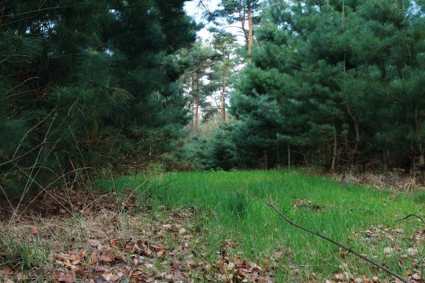 瓦尔德路图片下载