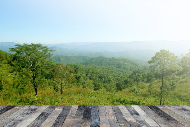 热带森林上面的木地板图片下载