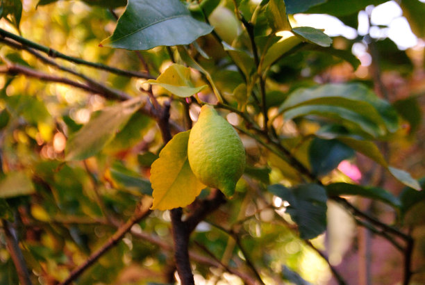 柠檬树图片下载