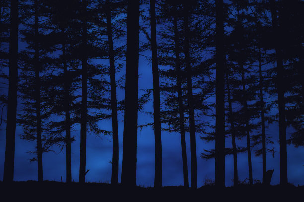 森林的夜晚图片下载