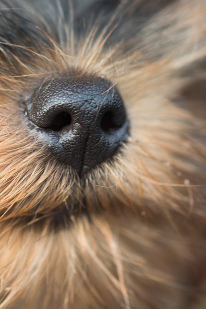 约克郡犬的狗鼻子图片下载