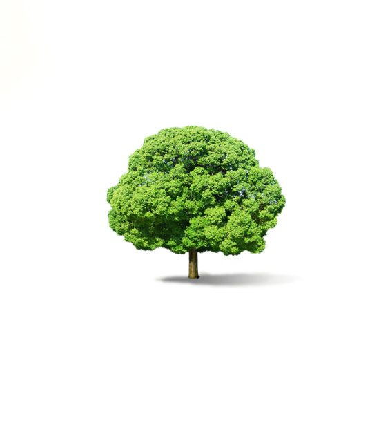 孤独的树图片下载