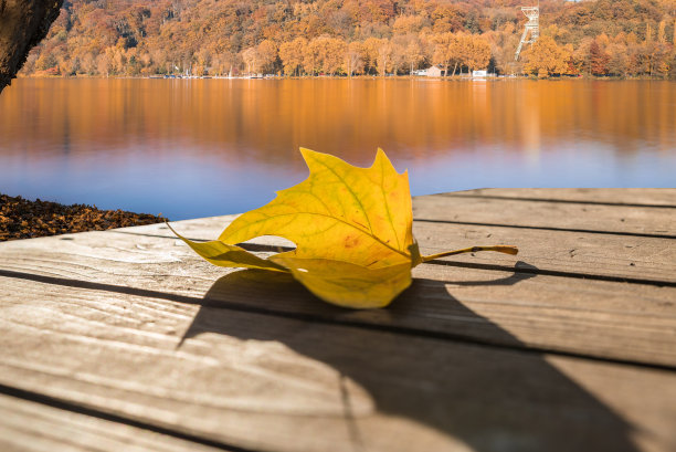 湖面上的秋叶图片下载