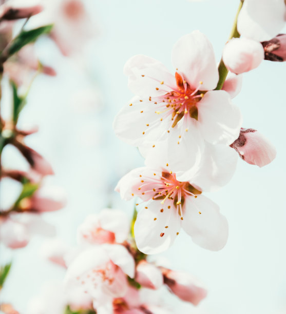 风景秀丽的桃花园。精致的春天的花朵素材图片