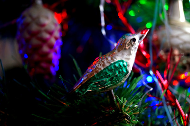 圣诞节鸟装饰图片下载