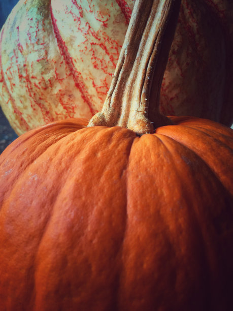 两个南瓜图片下载