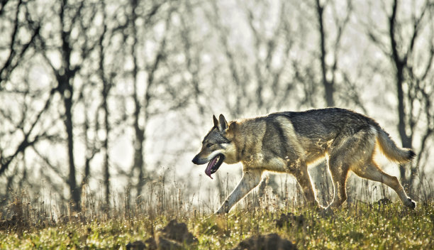 草地上的狼狗图片下载