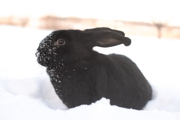 兔子在冬天图片下载