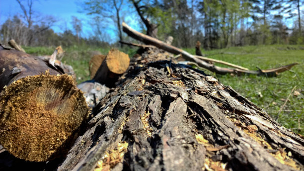 树皮的树图片下载