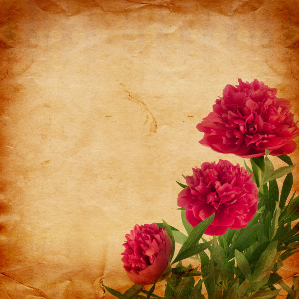 美丽的粉红色牡丹花束上抽象的古董纸图片下载