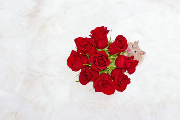 停下来闻闻玫瑰的概念图片下载