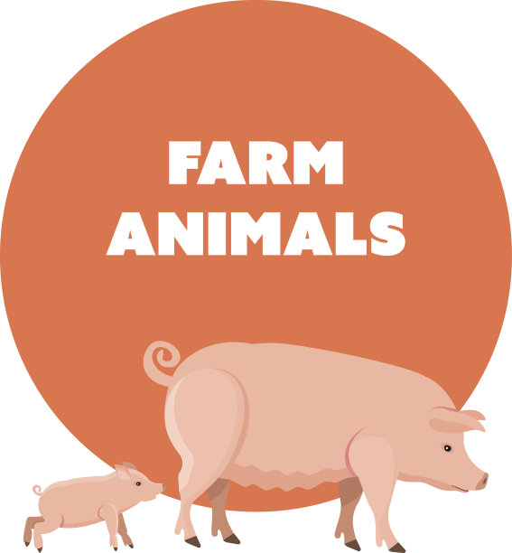 可爱有趣的宠物猪和猪隔离在白色的背景图片下载