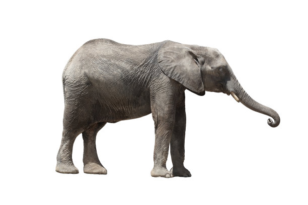 非洲象图片下载