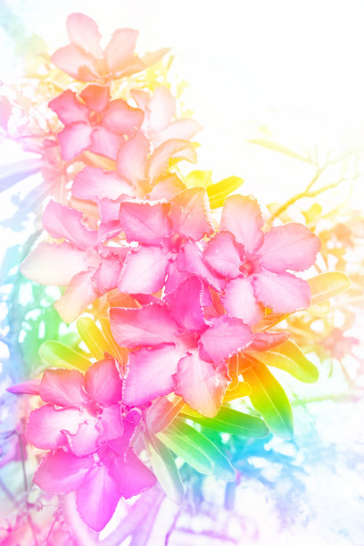 杜丽花，花图片下载