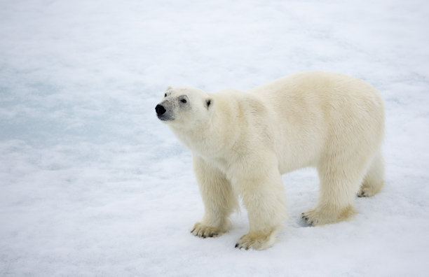 北极熊在斯瓦尔巴特群岛图片下载