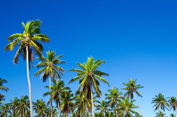 棕榈树图片下载