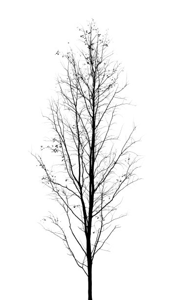 白色背景上的枯树图片下载