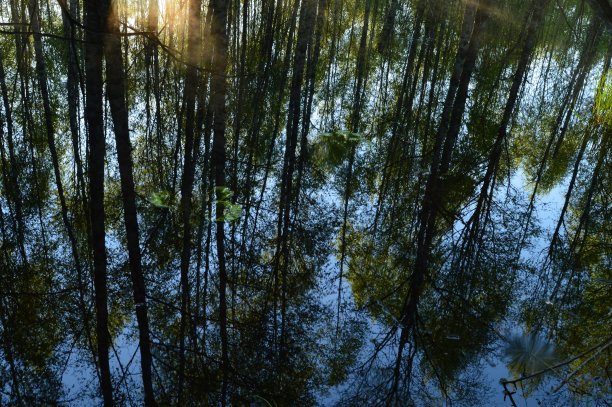 春天森林反射在森林河的干净水面上的效果图片下载