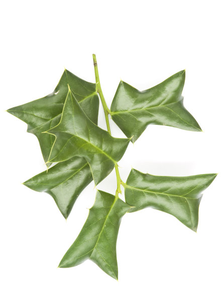 冬青的分支图片下载