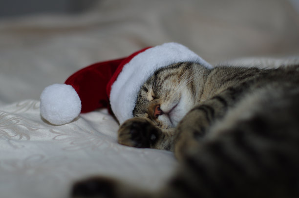 圣诞老人只猫在睡觉图片下载