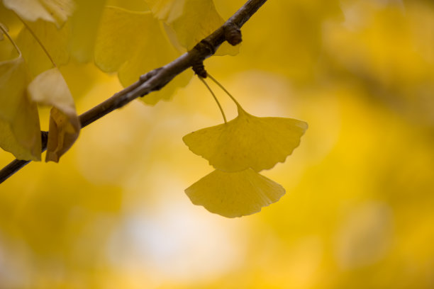 银杏叶的细节图片下载