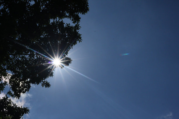 阳光透过树叶。图片下载