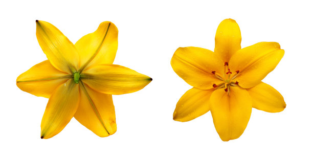 设置百合花孤立在白色的背景图片下载