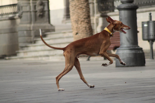 棕色的狗又玩又跑图片下载