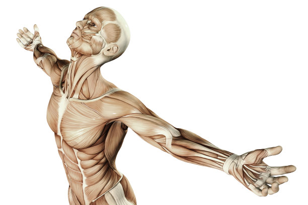 人体解剖学图片下载