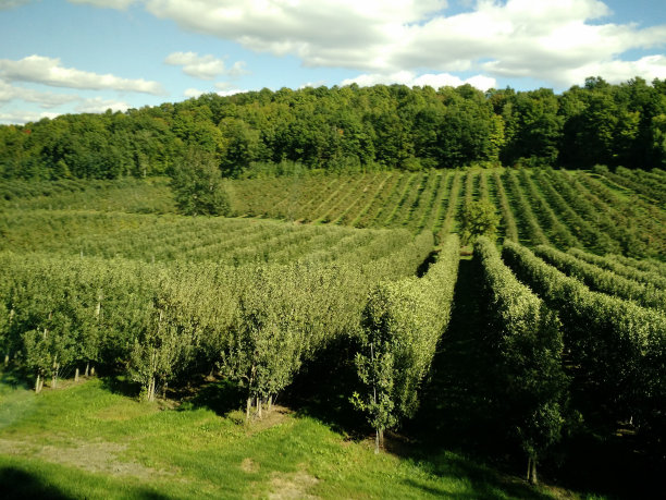佛蒙特州本宁顿苹果园图片下载