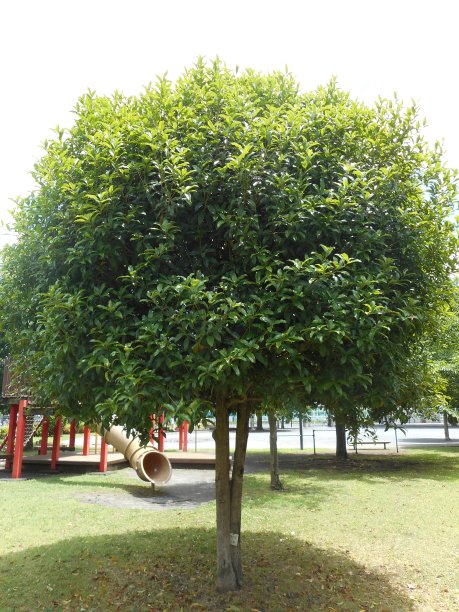 香橄榄树图片下载