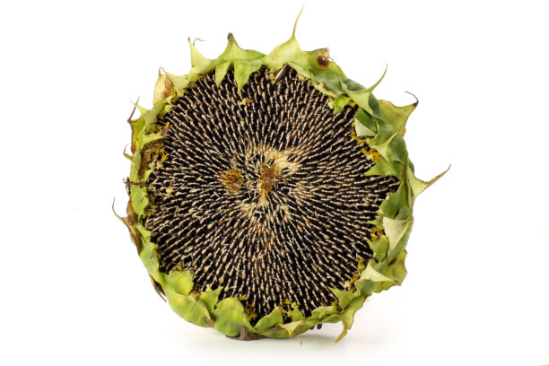 向日葵种子在白色的背景图片下载