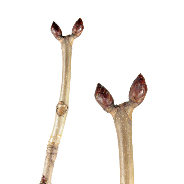 春天的树枝长出了新芽。在白色背景上分离的七叶树(七叶树)的一支图片下载