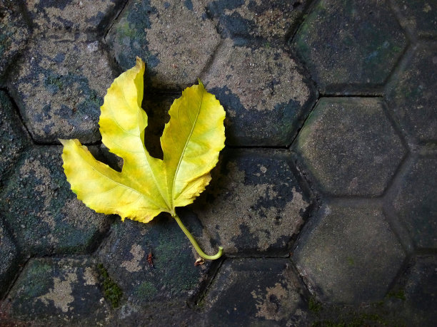 黄色的叶子图片下载